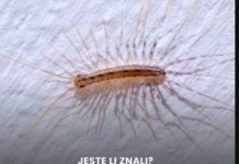 Ako vidite ovu stonogu na zidu, ne uništavajte je: Evo za šta je korisna