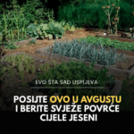 Posijte ovo u avgustu i berite svježe povrće cijele jeseni