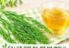 🌿 Čaj od preslice – tradicionalna biljka za podršku organizmu