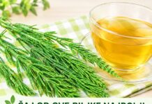 🌿 Čaj od preslice – tradicionalna biljka za podršku organizmu