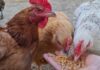 SAMO ŠAKA OVOGA! 🐔 Kokoške će biti zdrave i nosit će jaja kao lude tokom jeseni!
