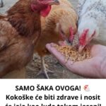 SAMO ŠAKA OVOGA! 🐔 Kokoške će biti zdrave i nosit će jaja kao lude tokom jeseni!