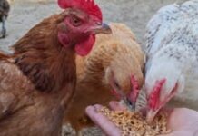 SAMO ŠAKA OVOGA! 🐔 Kokoške će biti zdrave i nosit će jaja kao lude tokom jeseni!