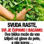 SVUDA RASTE, SVI JE ČUPAMO I BACAMO: Ova biljka može da vas izliječi od glave do pete, a nije korov…