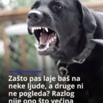 Evo zašto pas laje baš na neke ljude, a druge ni ne pogleda? Razlog će vas iznenaditi