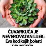 ČUVARKUĆA JE NEVEROVATAN LIJEK: Evo kod kojih bolesti sve pomaže…