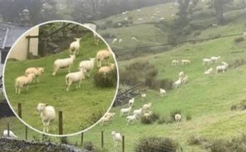 SNIMALA OVCE pa primjetila nešto vrlo čudno: “Nisam mogla vjerovati svojim očima! Da li vi vidite ovo?
