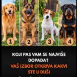 Koji pas vam se najviše dopada? Zabavni test koji otkriva vaše 4 lepe osobine